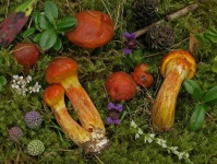 image of mushrooms