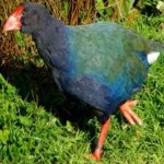 image of bird