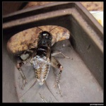 image of cricket