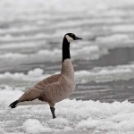 image of goose