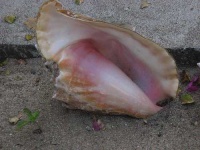 image of conch