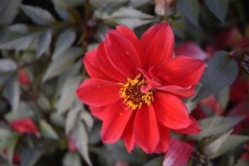image of flower