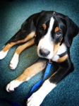 image of greater_swiss_mountain_dog