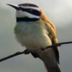 image of bird