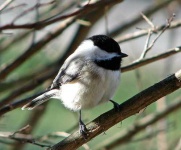 image of chickadee