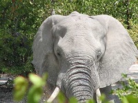 image of african_elephant