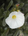image of flower