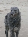 image of scottish_deerhound #9