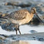 image of bar_tailed_godwit #22