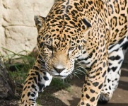 image of jaguar_car