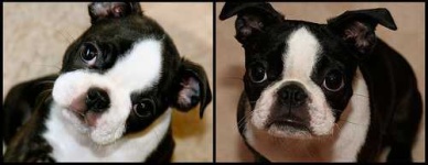 image of boston_bull