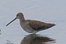 image of dowitcher