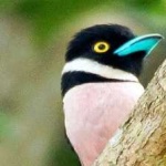 image of bird