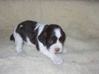 image of english_springer