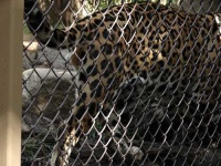 image of jaguar_car