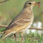 image of american_pipit #3