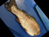 image of trout #11
