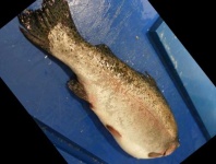 image of fish