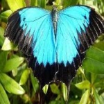image of animal