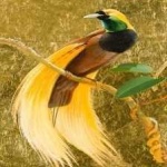 image of bird