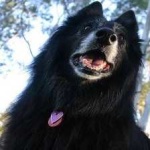 image of animal