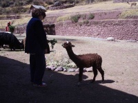 image of animal