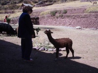 image of alpaca #1