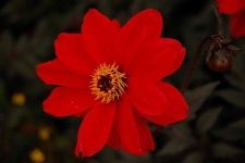 image of flower
