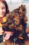 image of briard