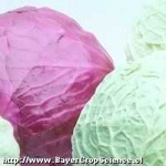 image of head_cabbage