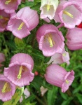 image of flower