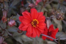image of flower
