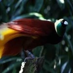 image of bird