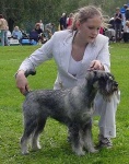 image of standard_schnauzer #31