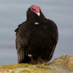 image of bird