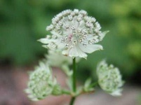 image of flower