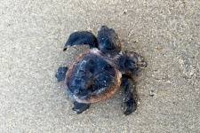 image of animal