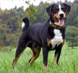 image of appenzeller