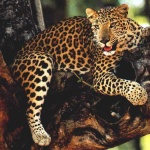 image of jaguar_car