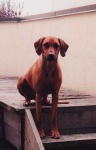 image of rhodesian_ridgeback
