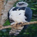 image of harpy_eagle #22