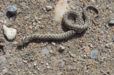 image of animal