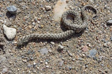 image of snake #30