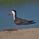 image of bird