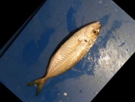image of fish
