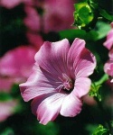 image of flower
