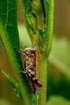 image of grasshopper