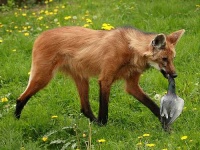 image of red_wolf