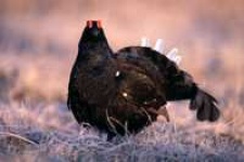 image of black_grouse
