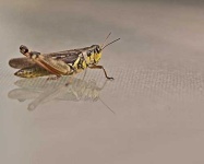image of cricket